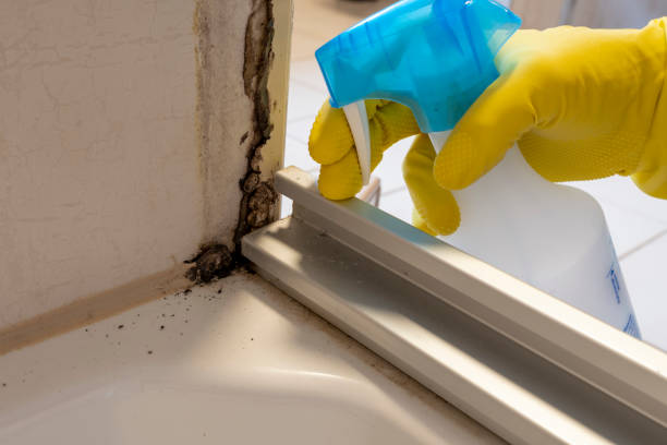 Certified Mold Removal in Brookside Village, TX
